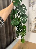 Hænge plante m. Fejl