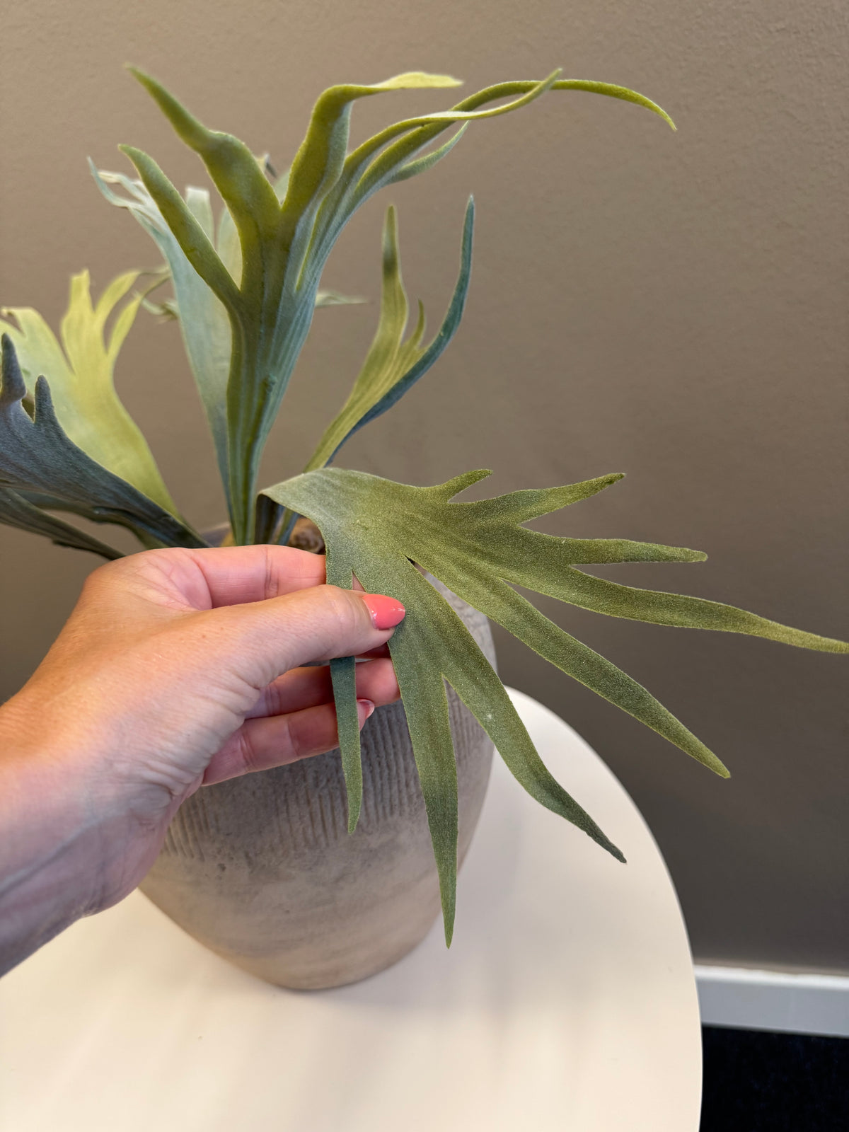 Älghornsbräken 30 cm