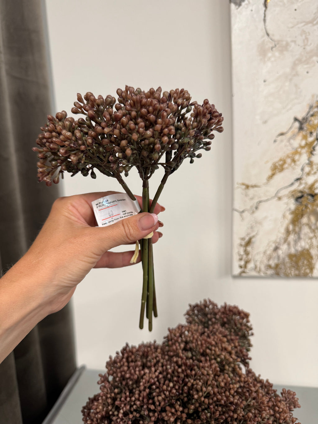 Sedum rosa