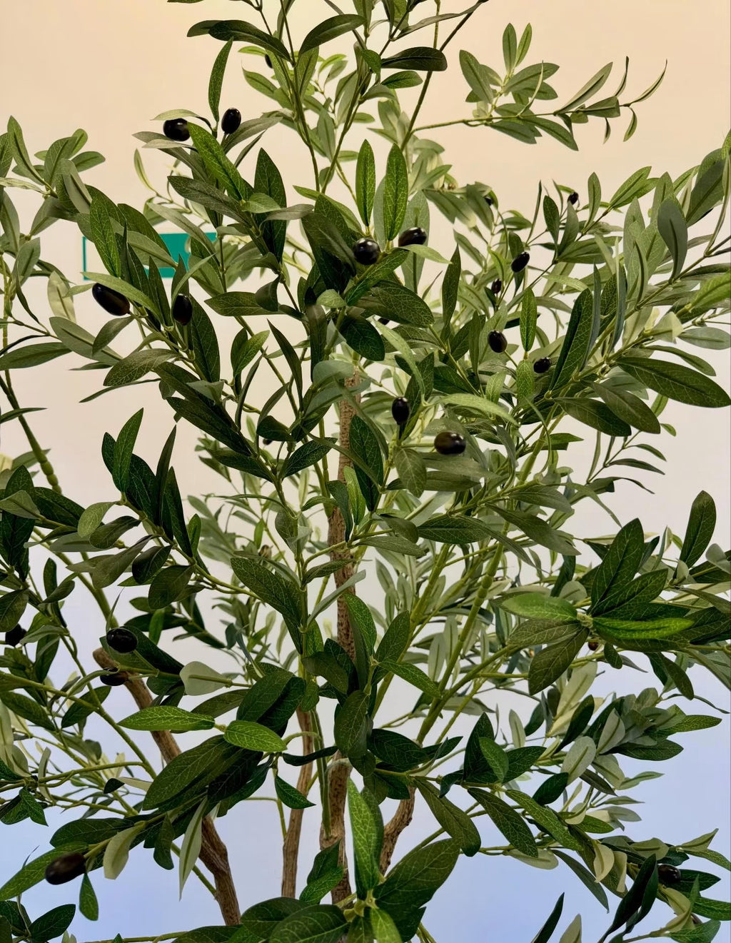 Oliventræ 210 cm