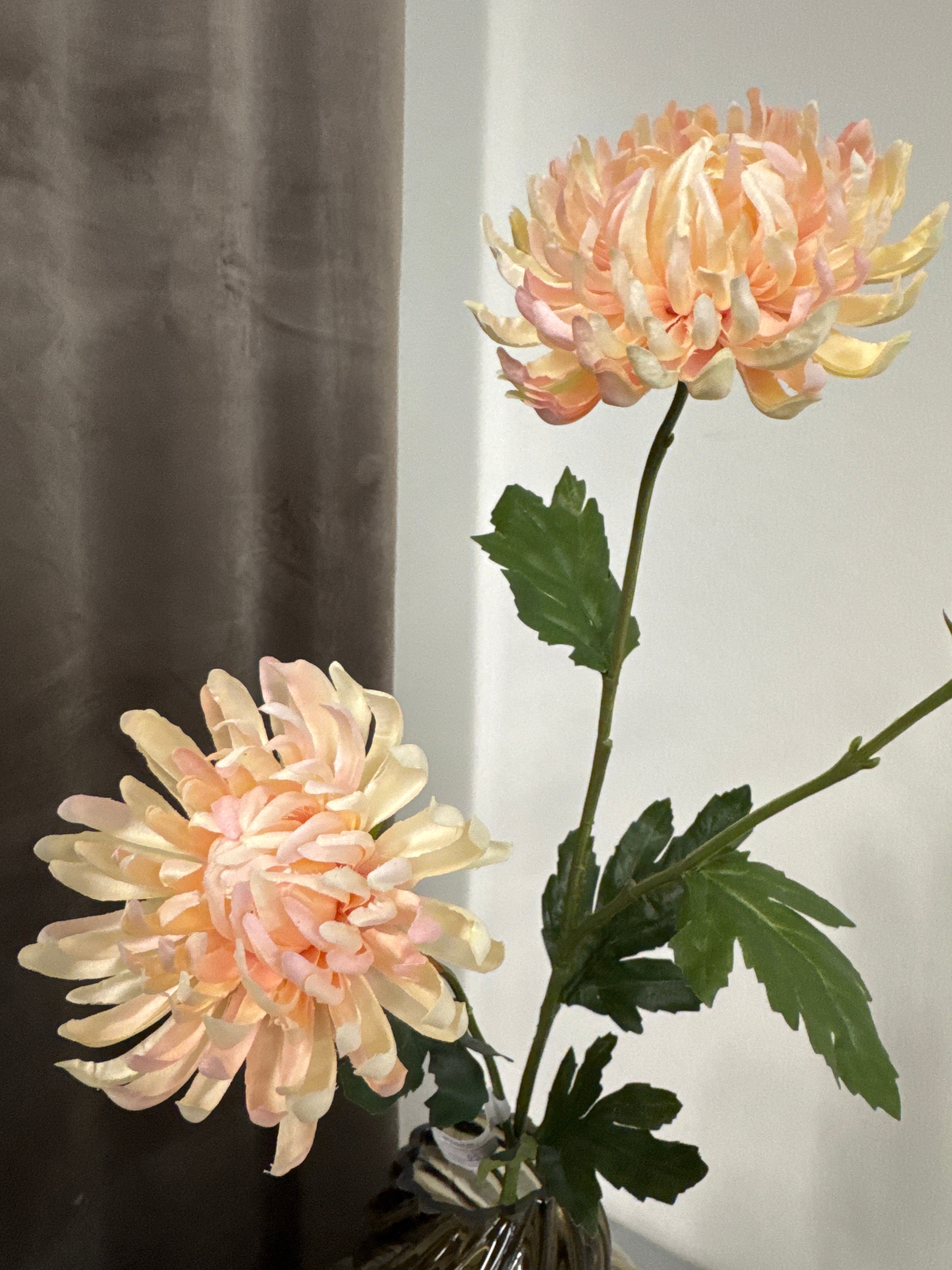 Dahlia lys peach