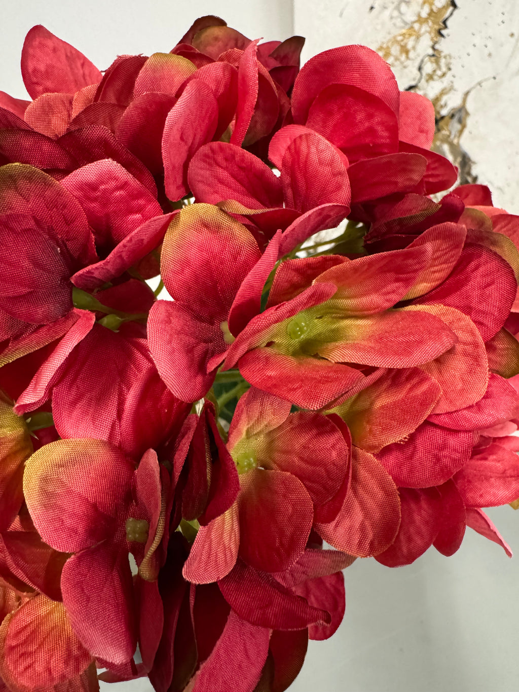 Hortensia rød