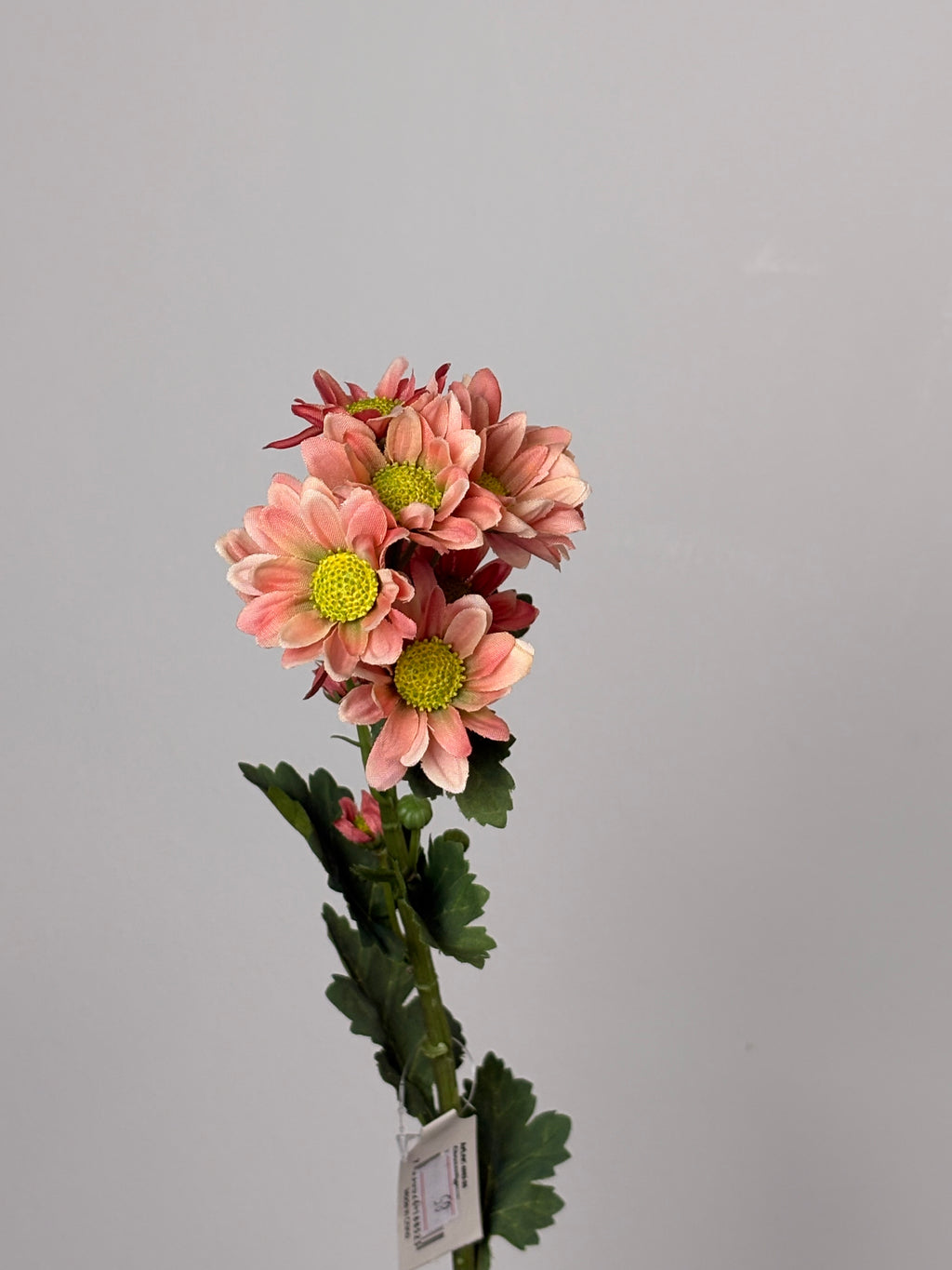 Chrysanthemum Lille 3