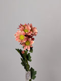 Chrysanthemum Lille 3