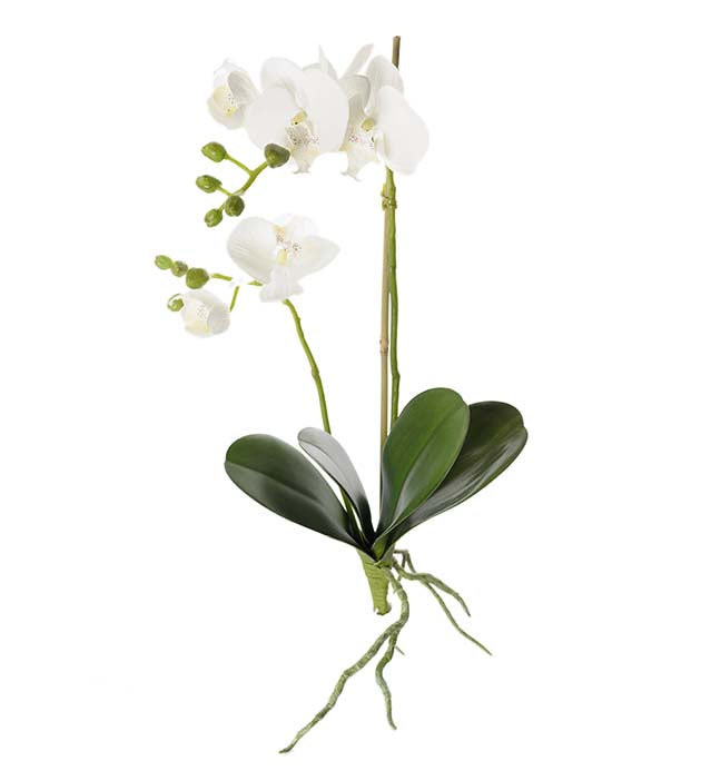 Orkidé med rødder hvid 45 cm