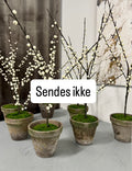 Snebær med mos
