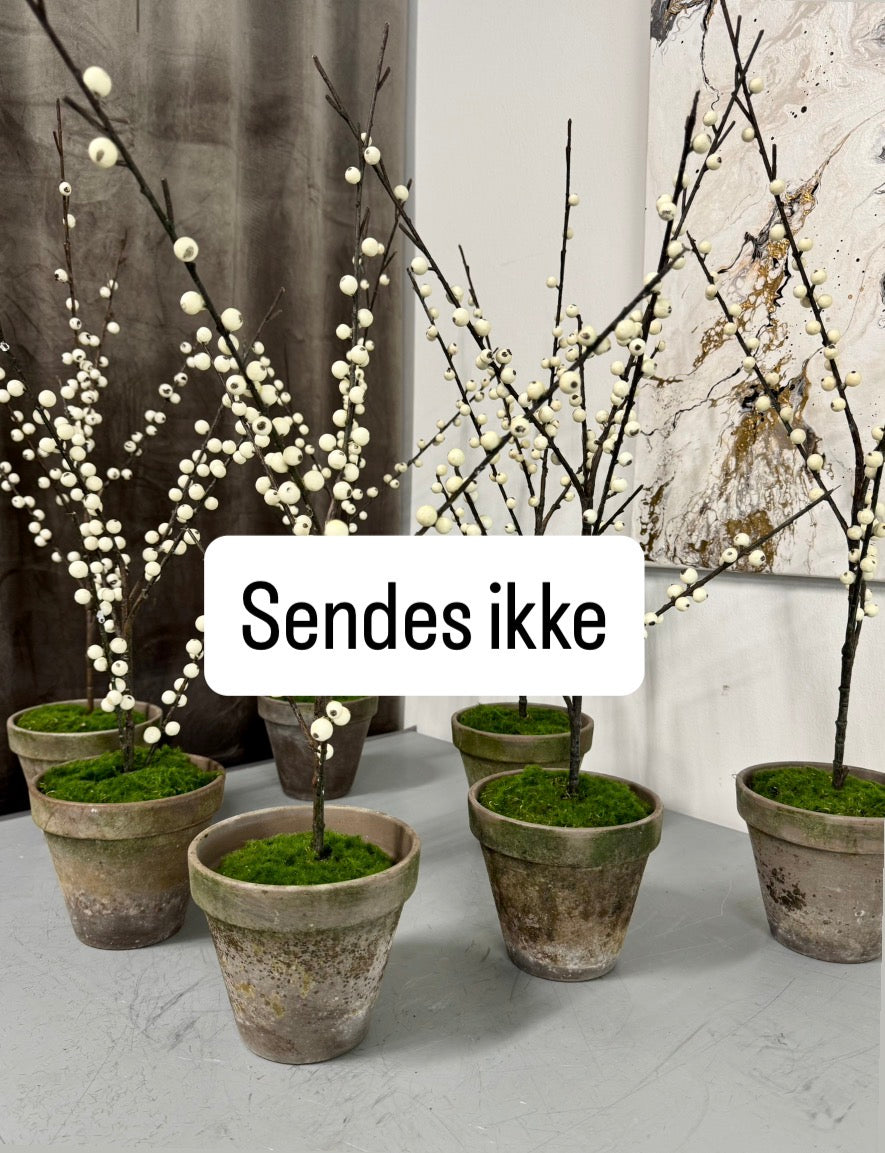 Snebær med mos