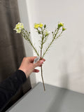 Voksblomst hvid/gul