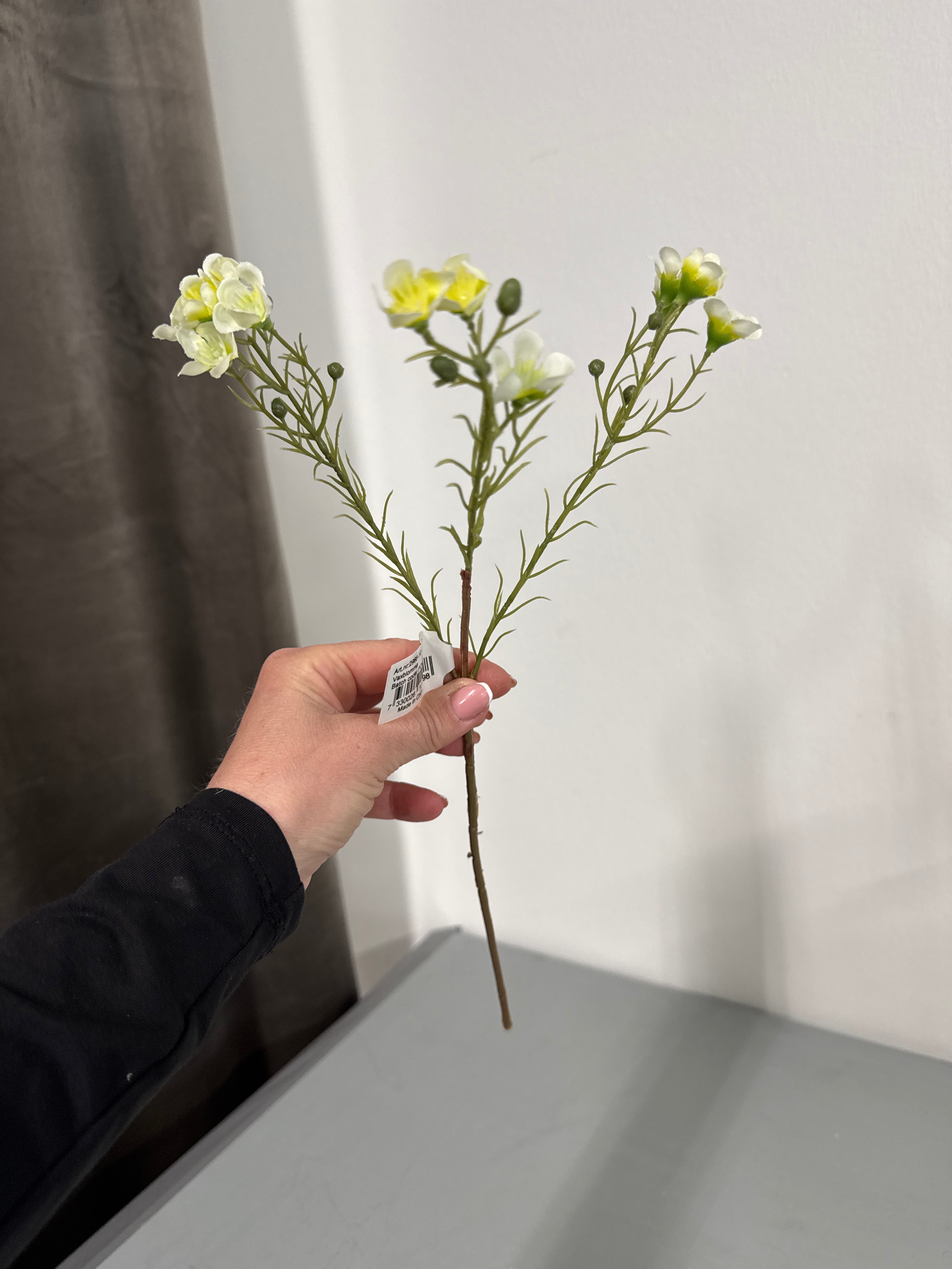 Voksblomst hvid/gul