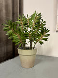 Sukkulent grøn 38 cm