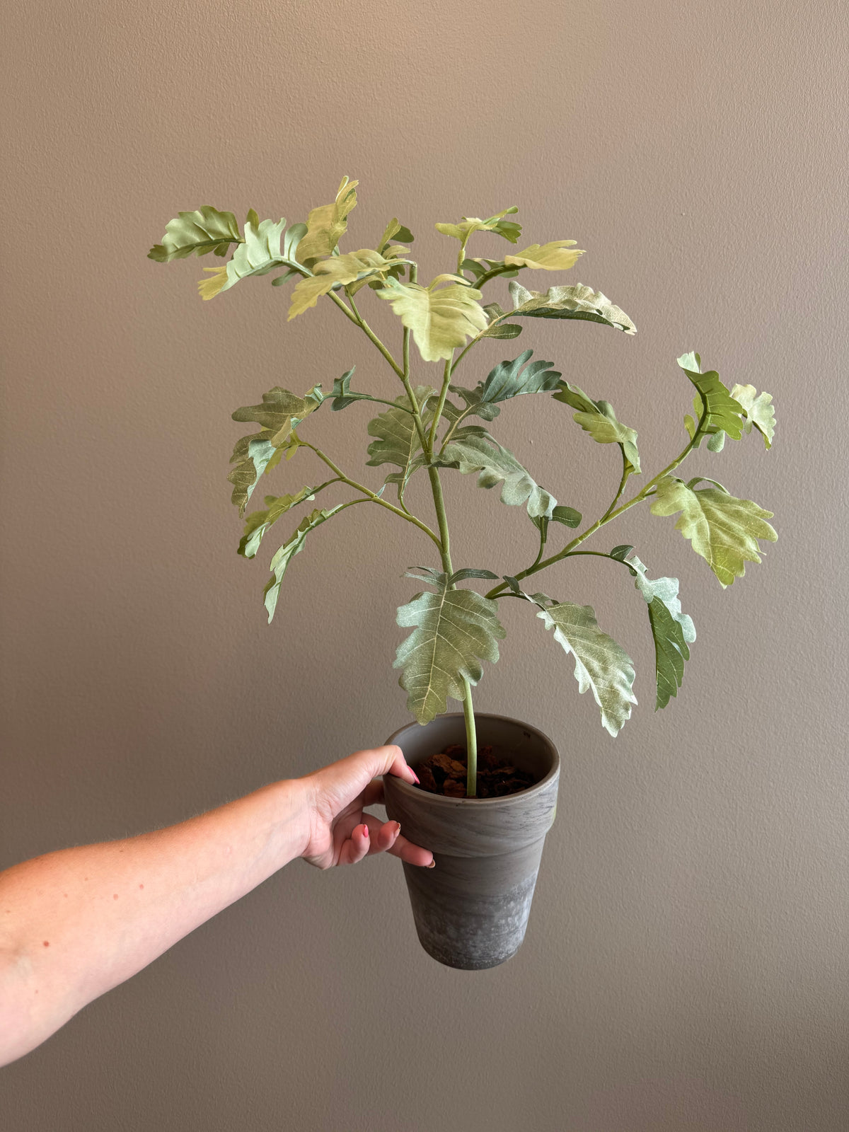 Silverek 70 cm