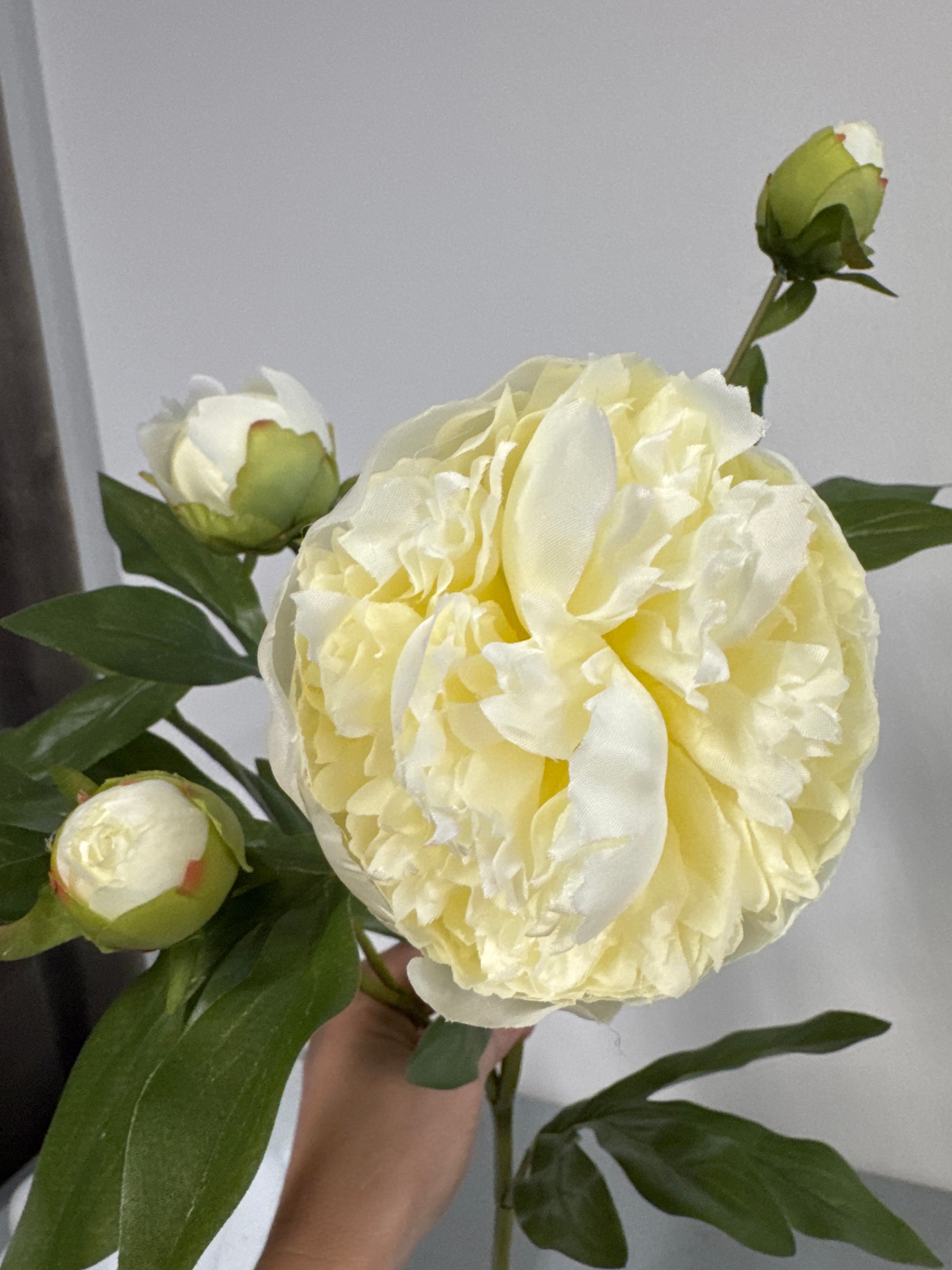 Pæon hvid 65 cm