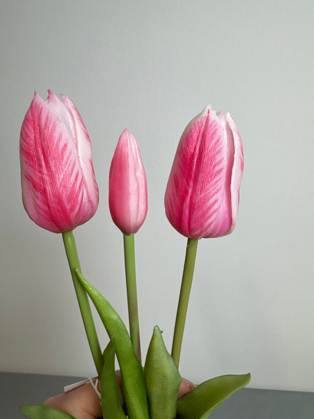 Tulipaner pink