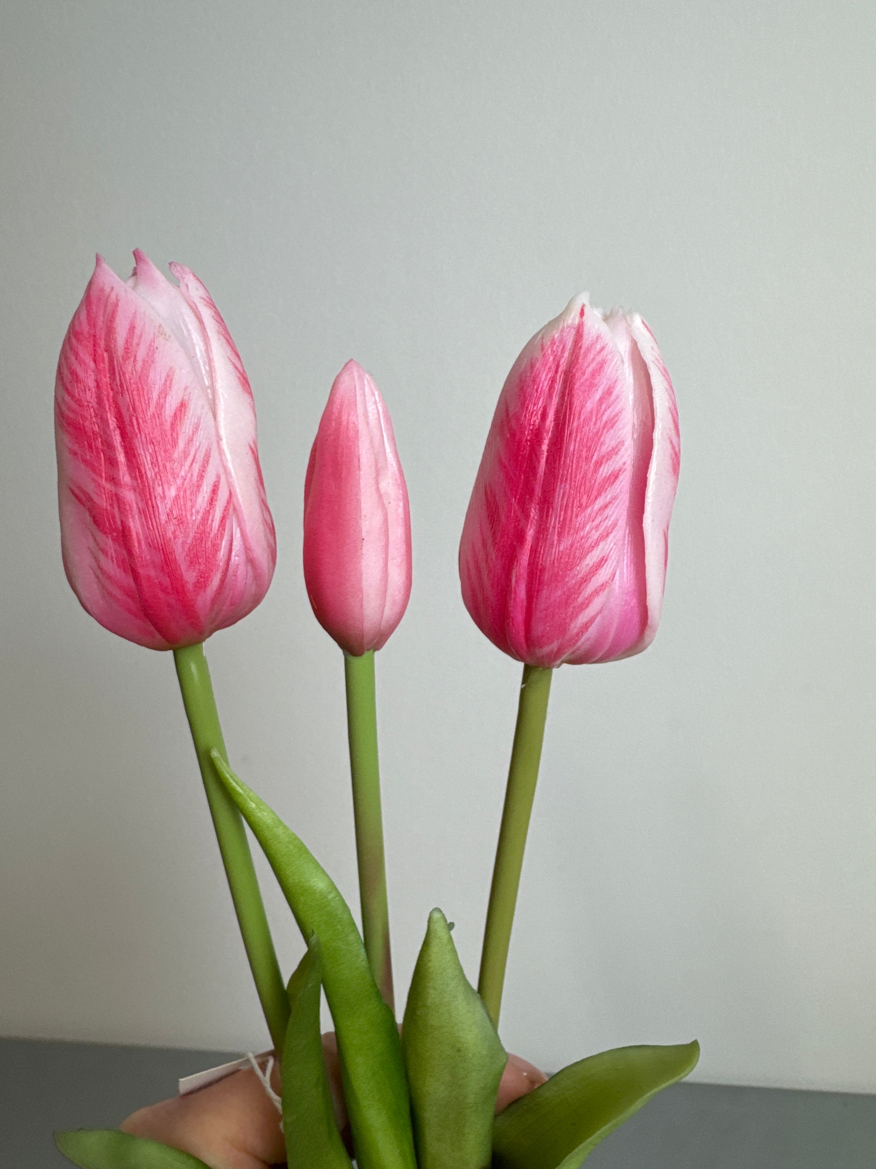 Tulipaner pink