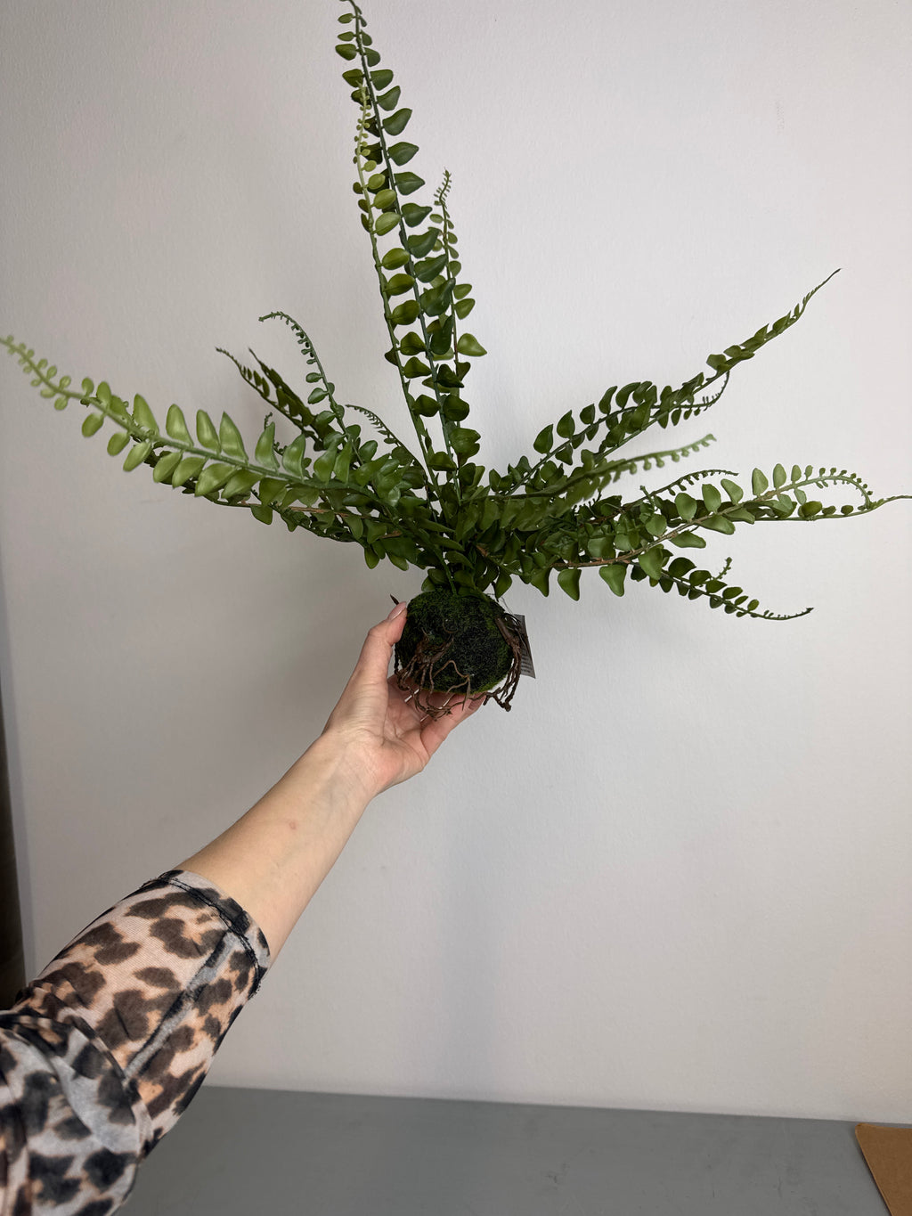 Bregne med rod 43 cm