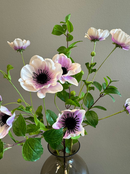 Anemone mix lilla
