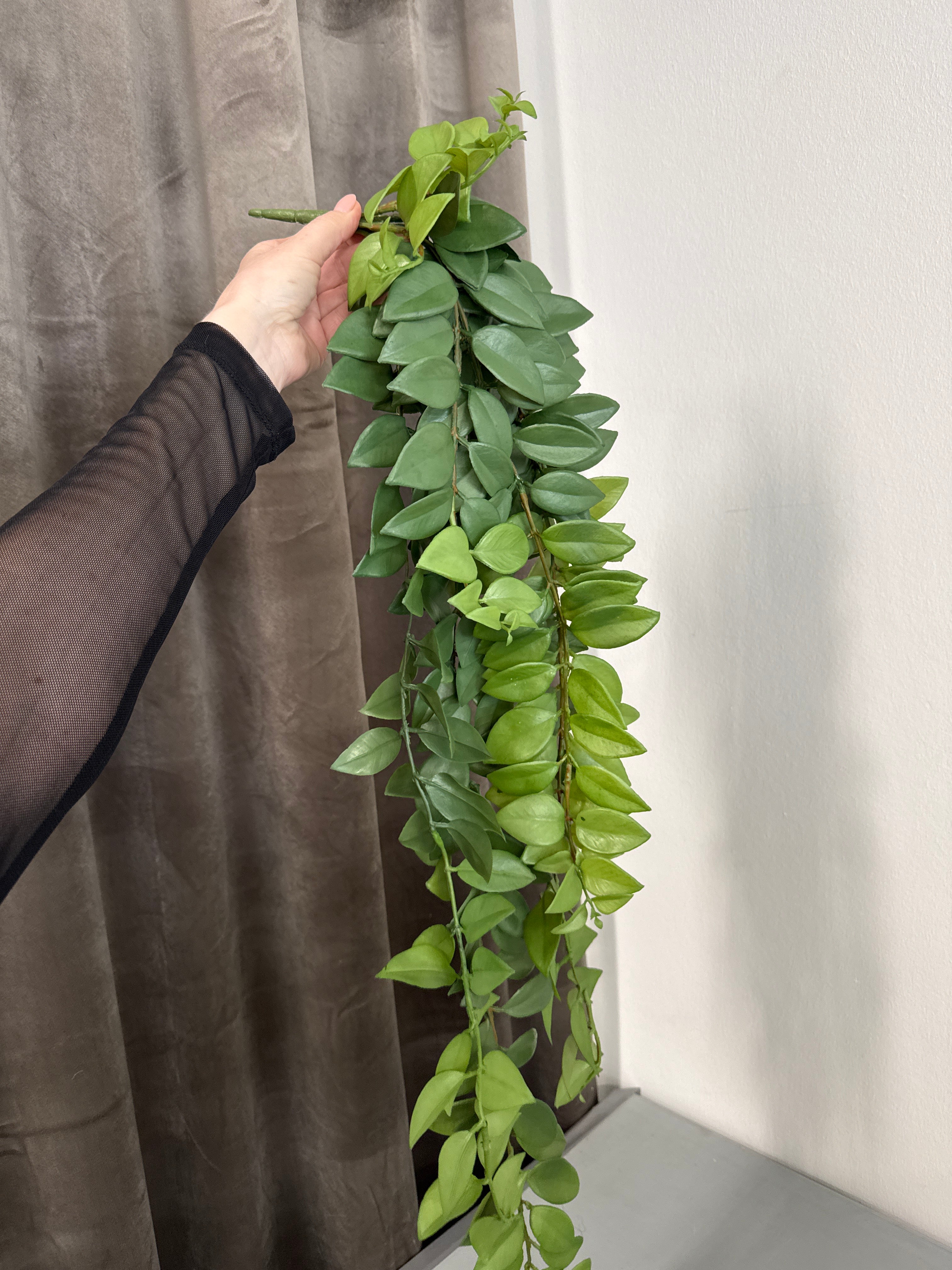 Hoya plante hænge