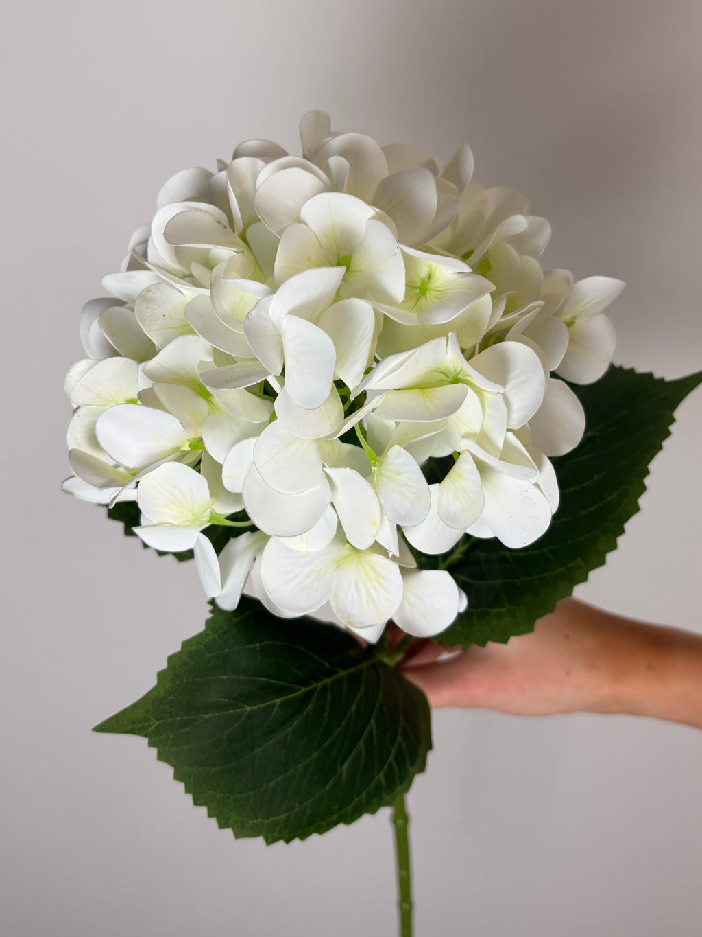 Hortensia hvid