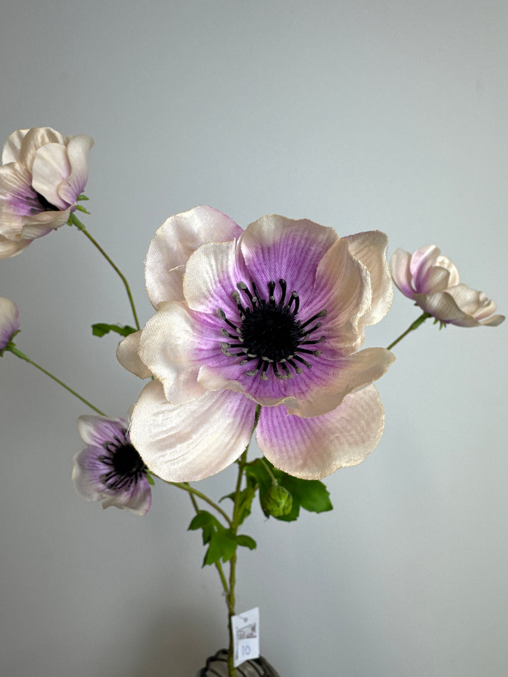 Anemone lilla