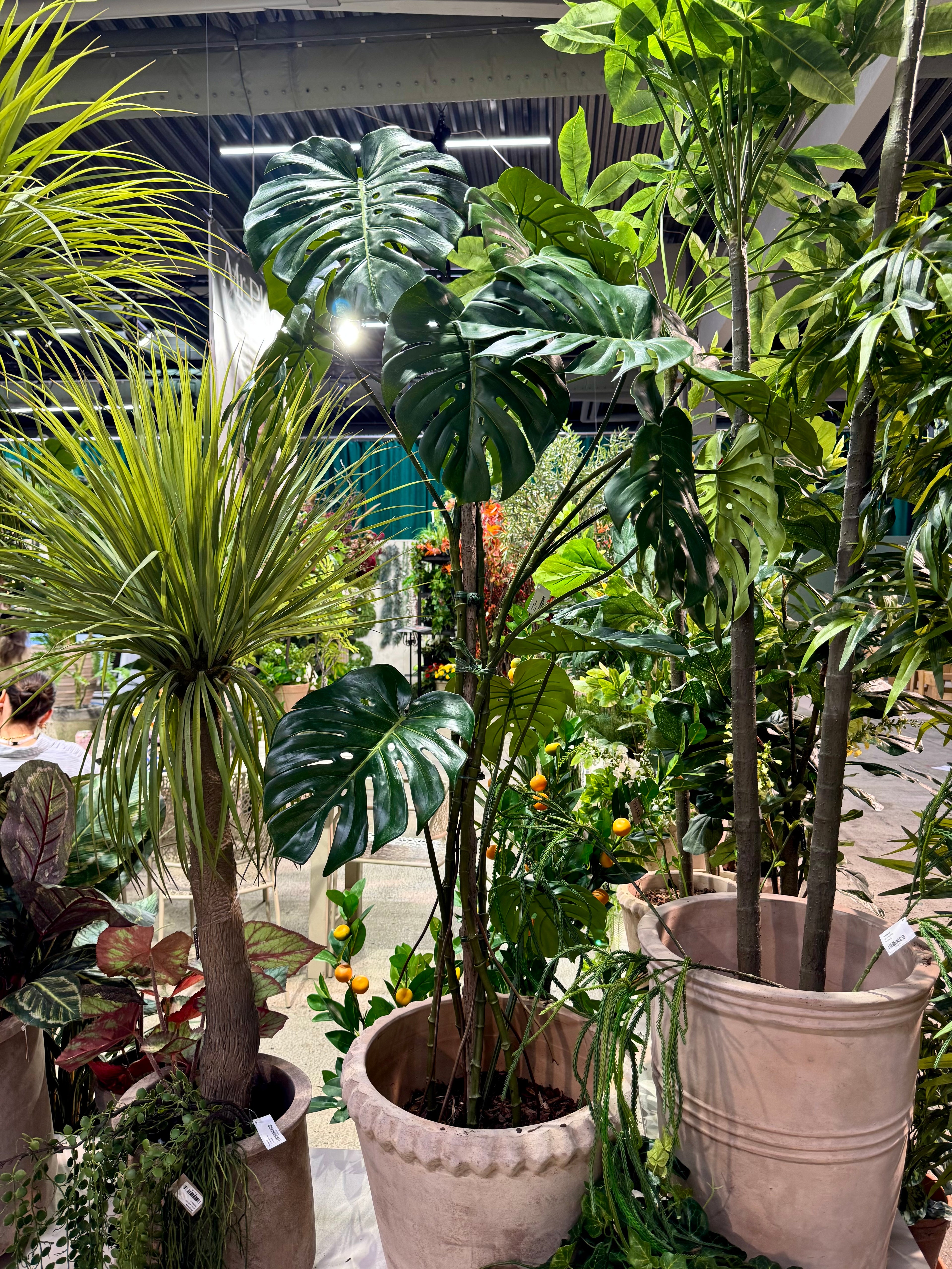 Monstera 180 cm