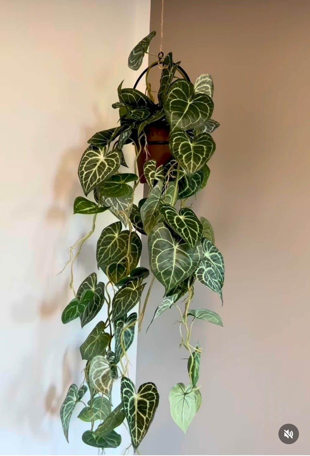 Anthurium ranke L 110 cm