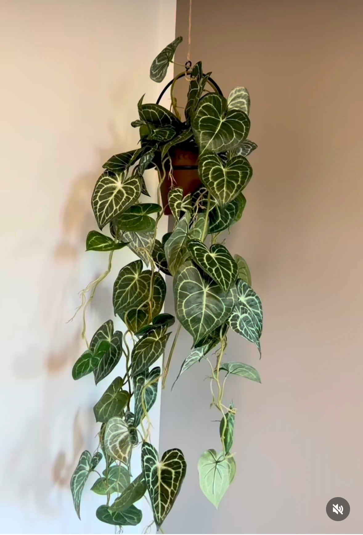 Anthurium ranke L 110 cm
