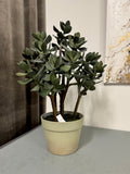Sukkulent 51 cm (pengetræ)
