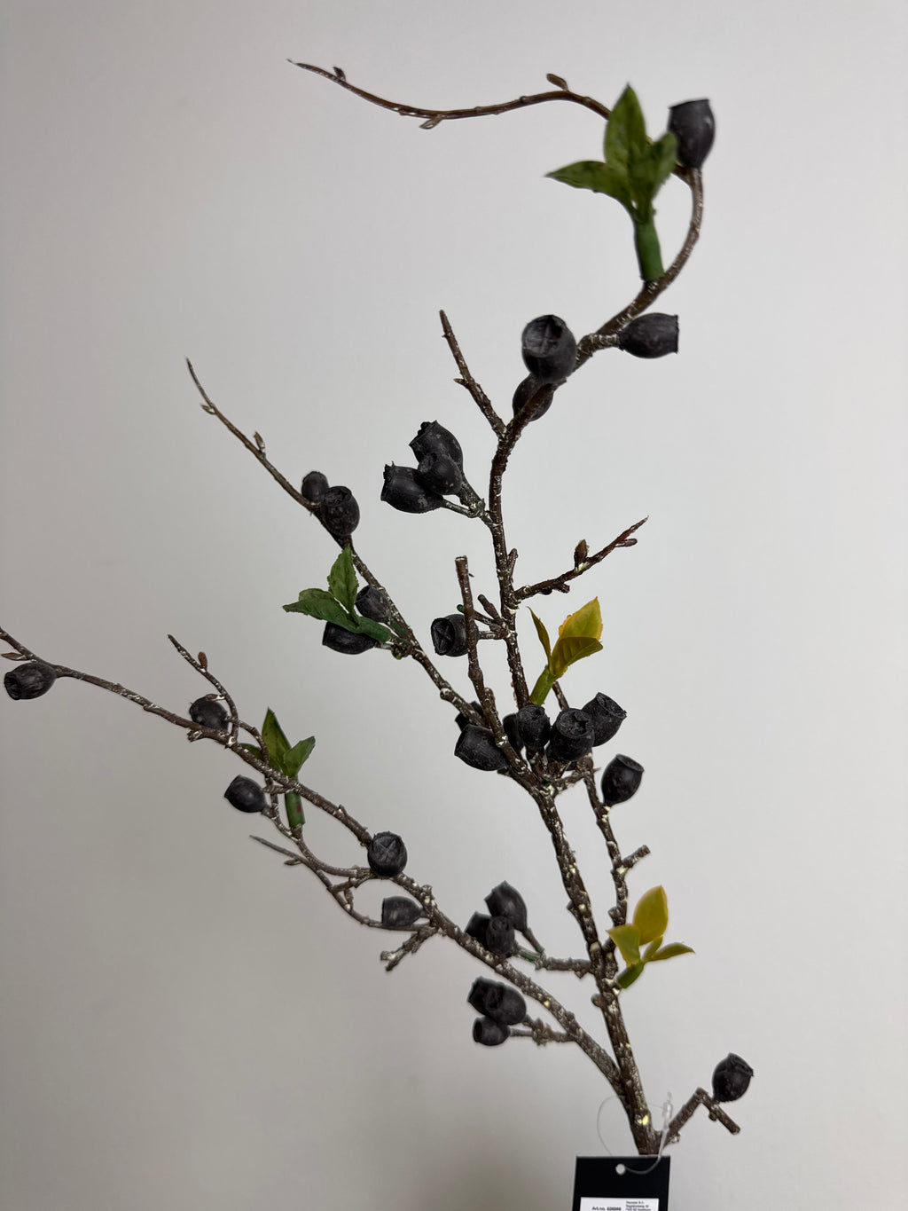 Eucalyptus med bær sort