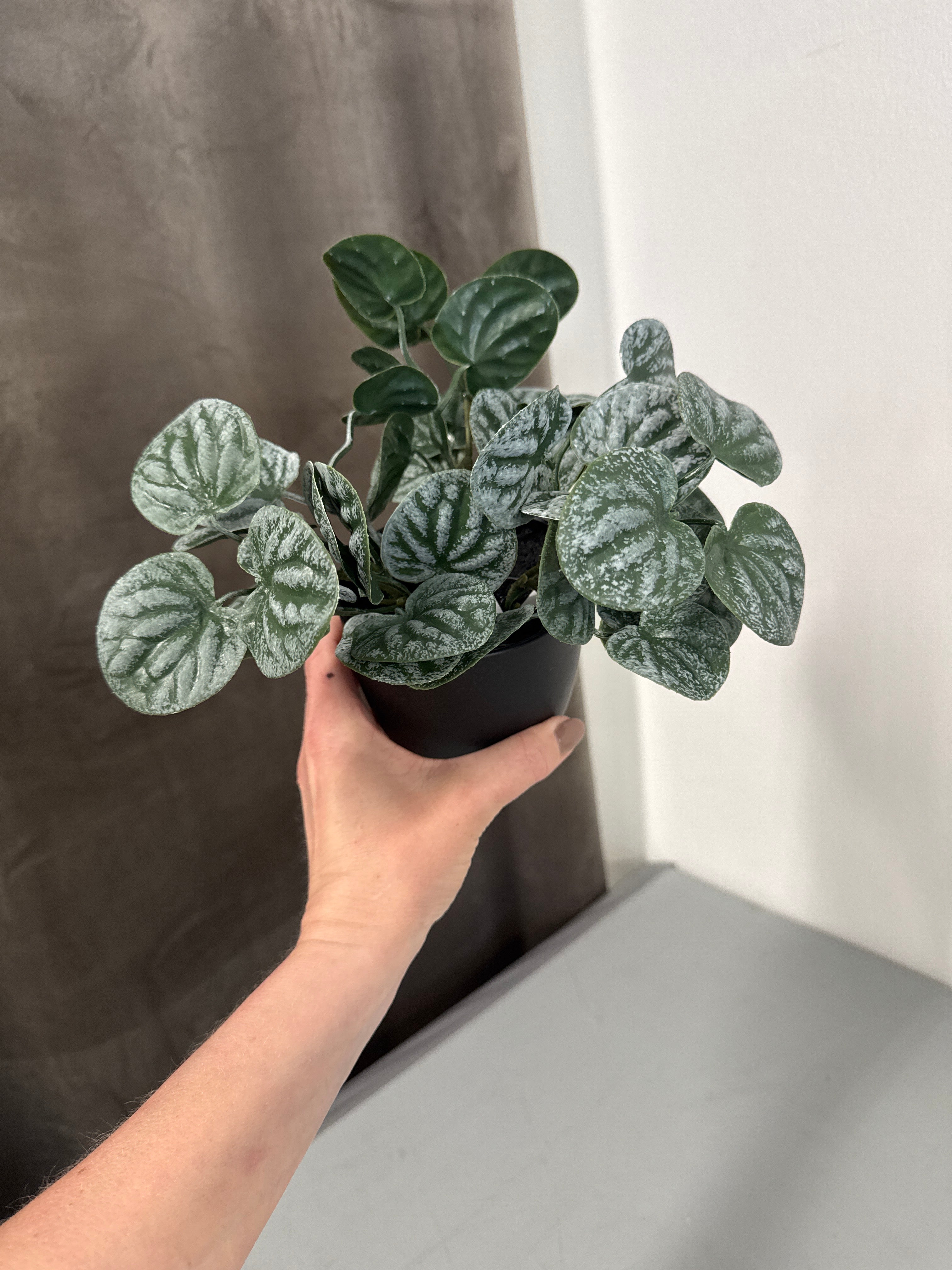 Grøn peperomia