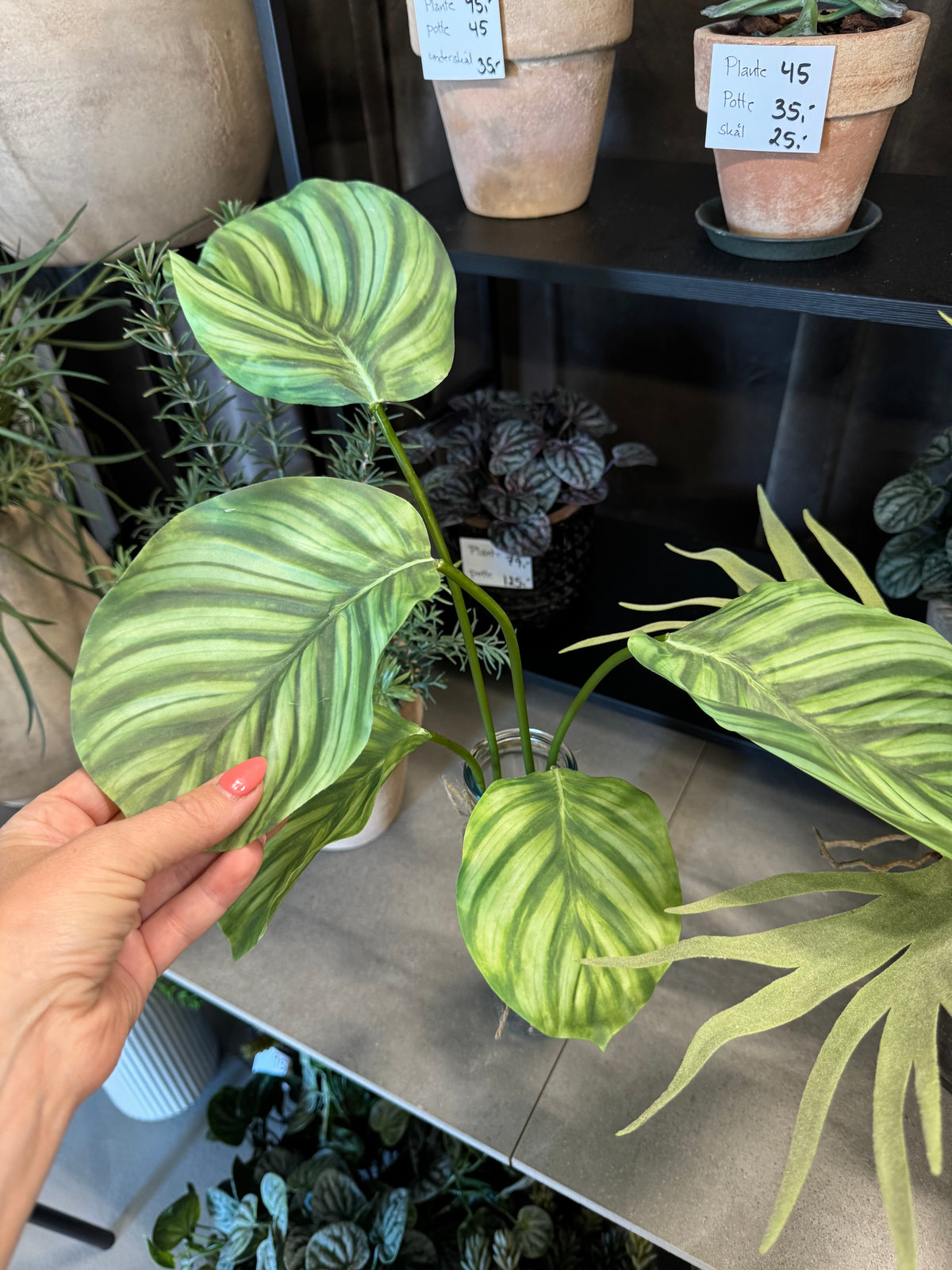 Calathea med rødder 50 cm