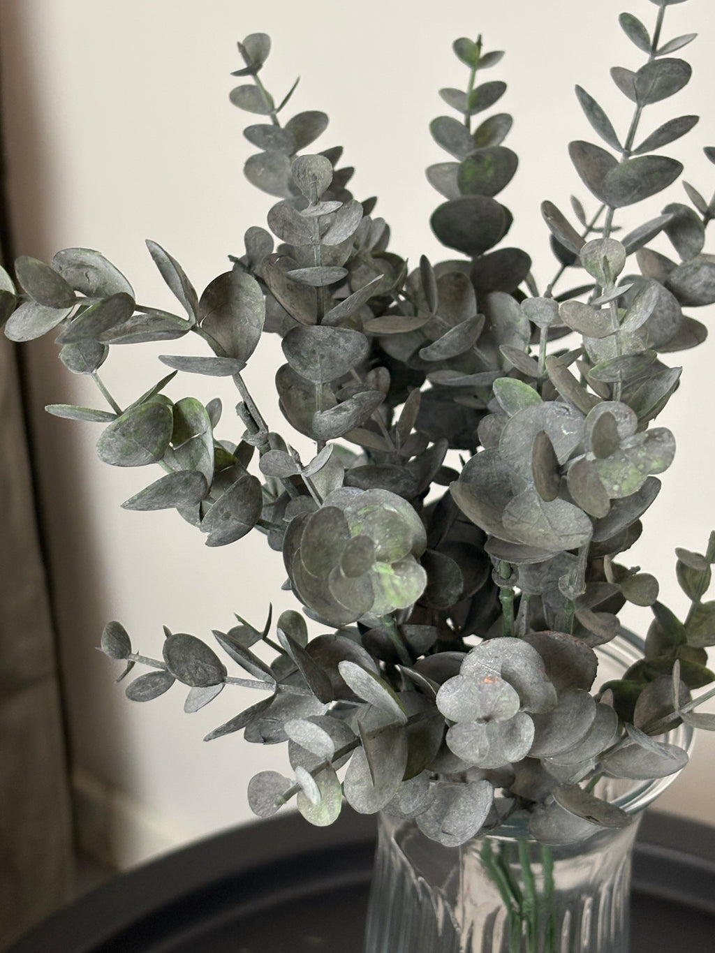 Lille eucalyptus 30 cm