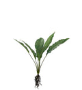 Calathea med rødder 55 cm