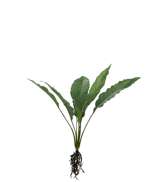 Calathea med rødder 55 cm
