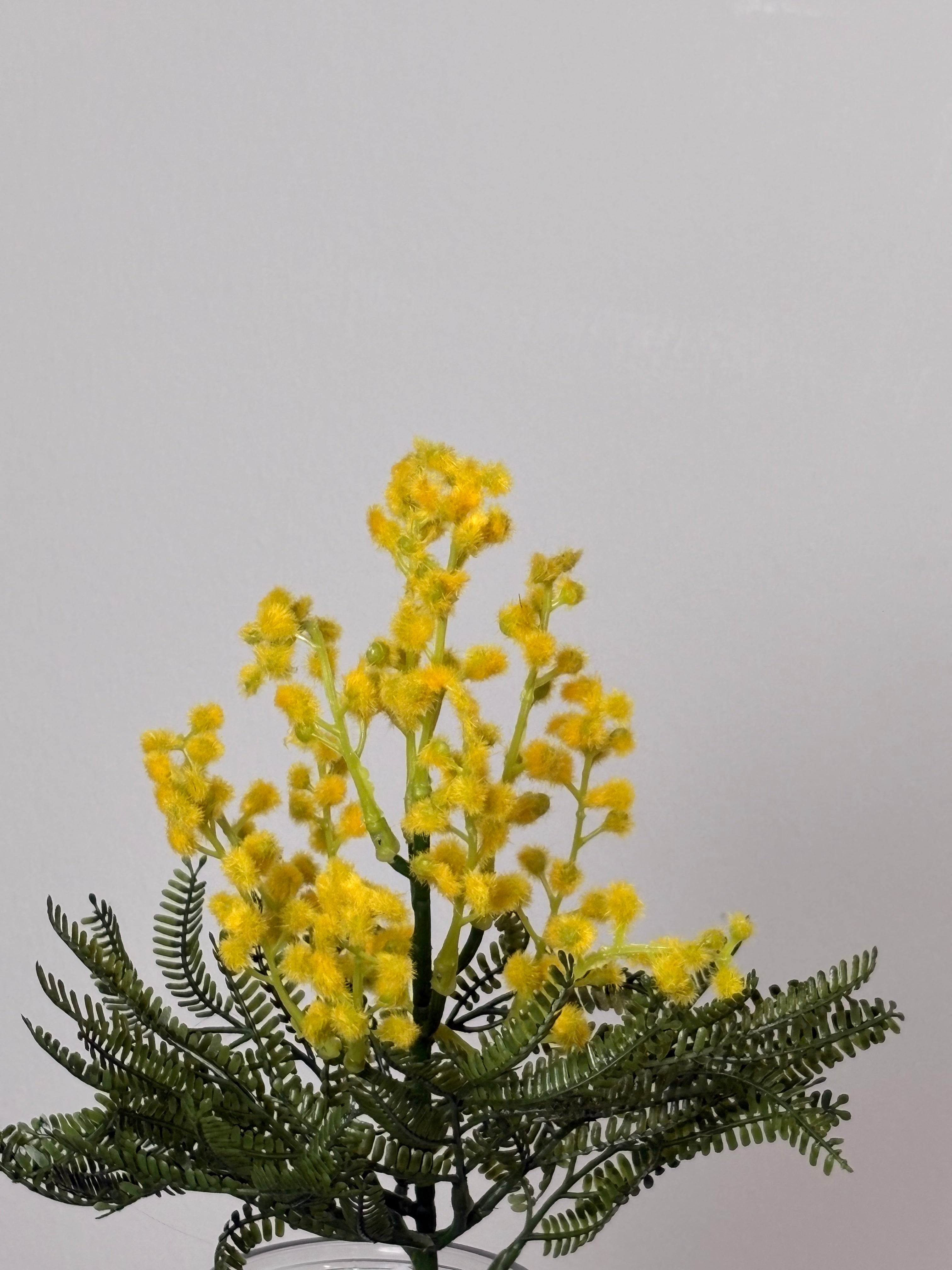 Mimose stilk