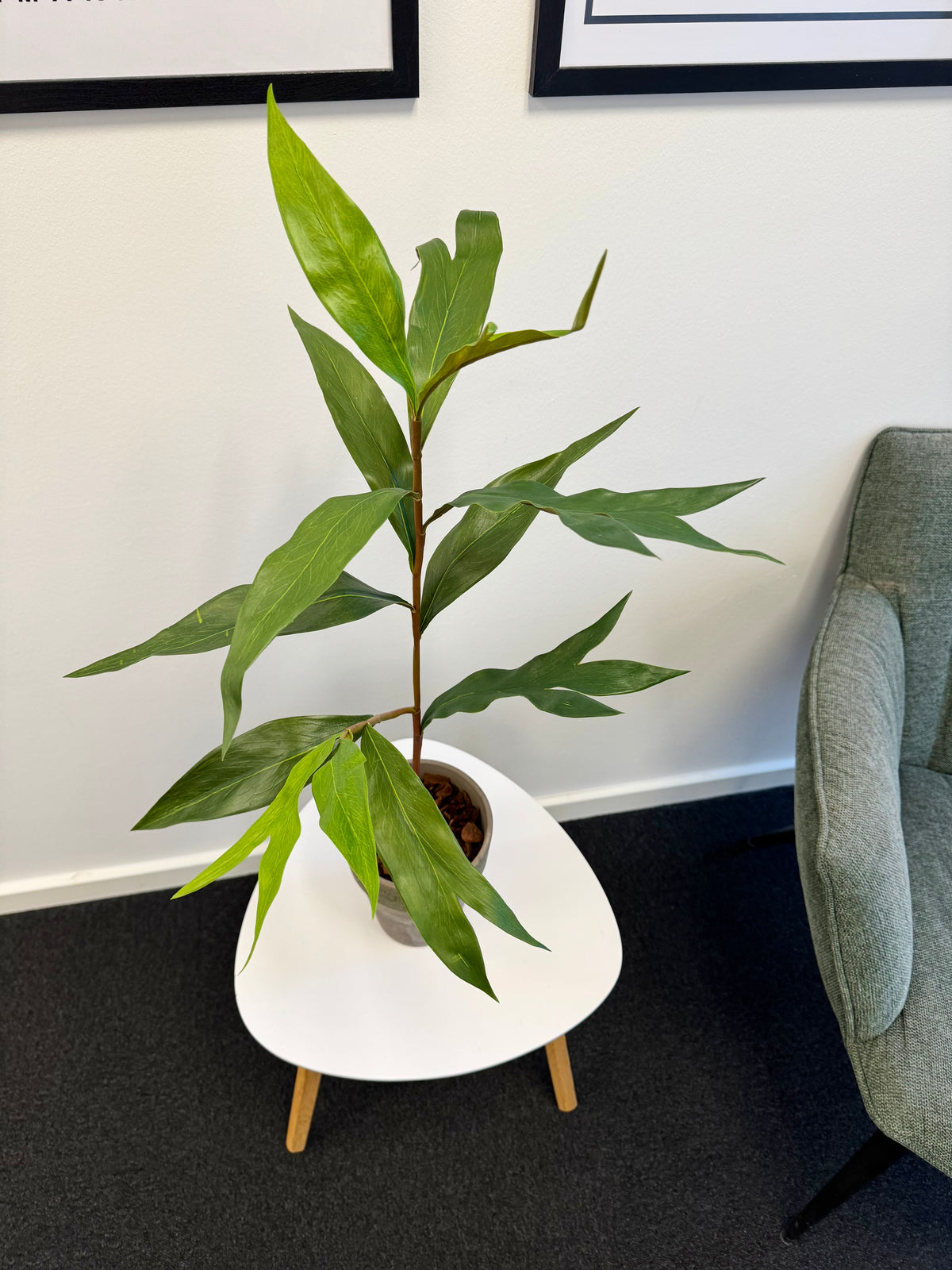 Grevilleakvist 85 cm