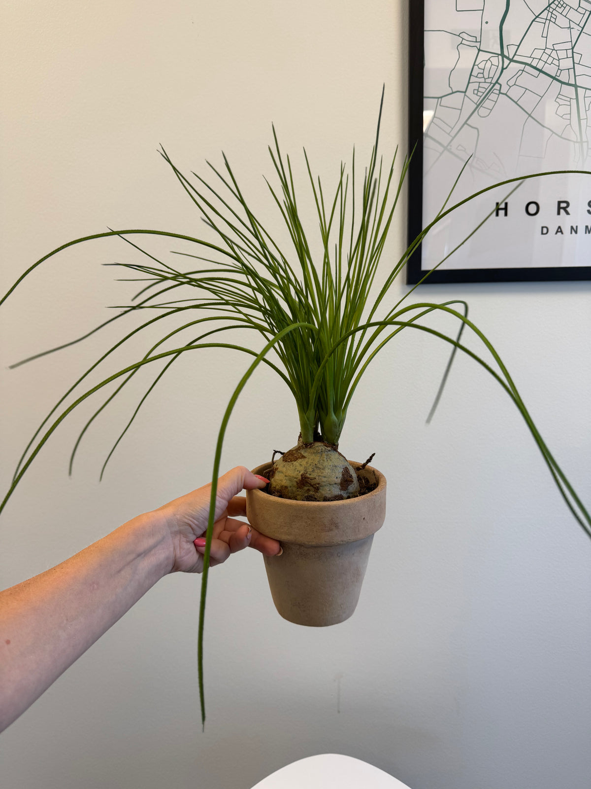 Flasklilja 45 cm