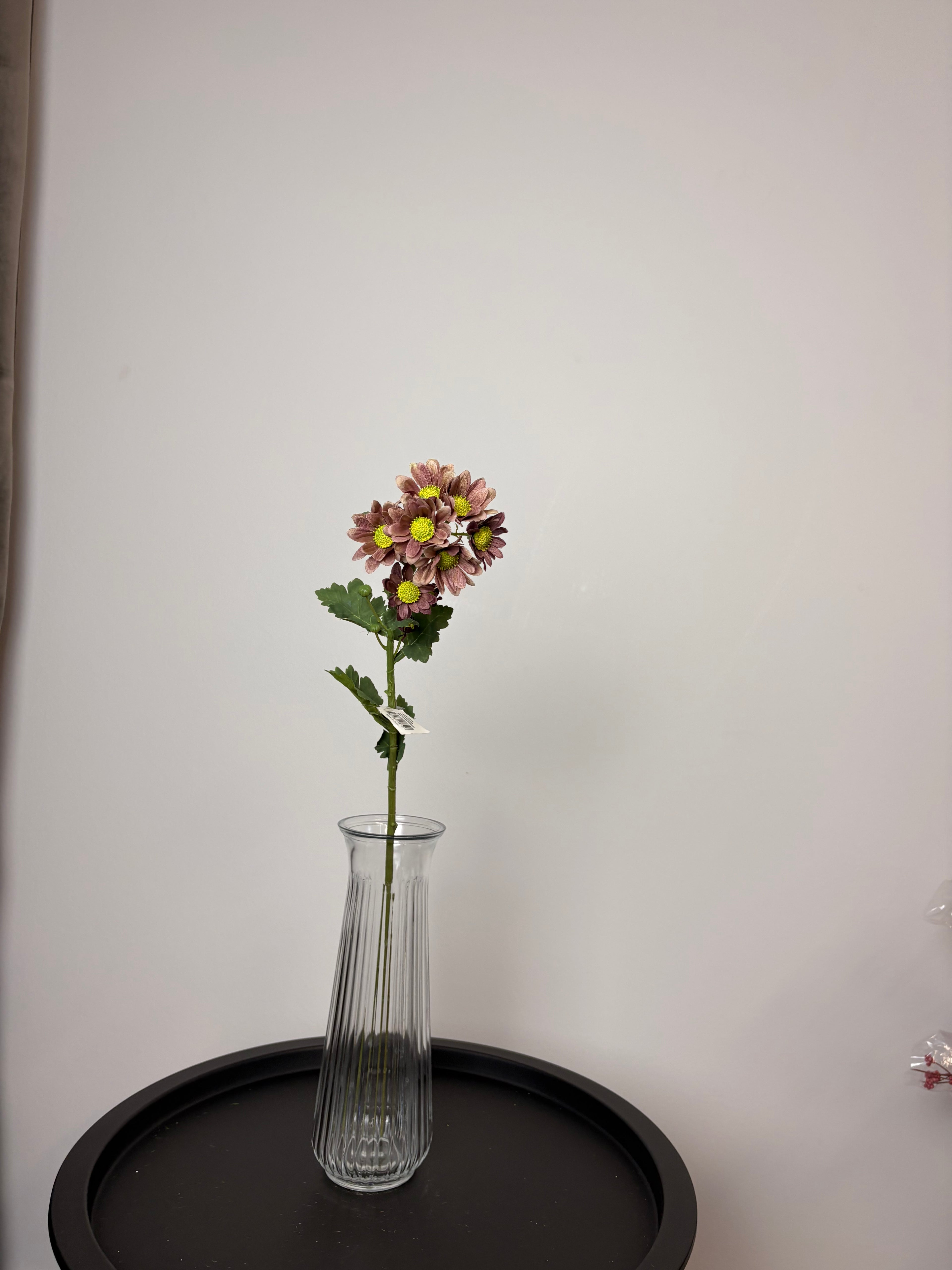 Chrysanthemum Lille 1