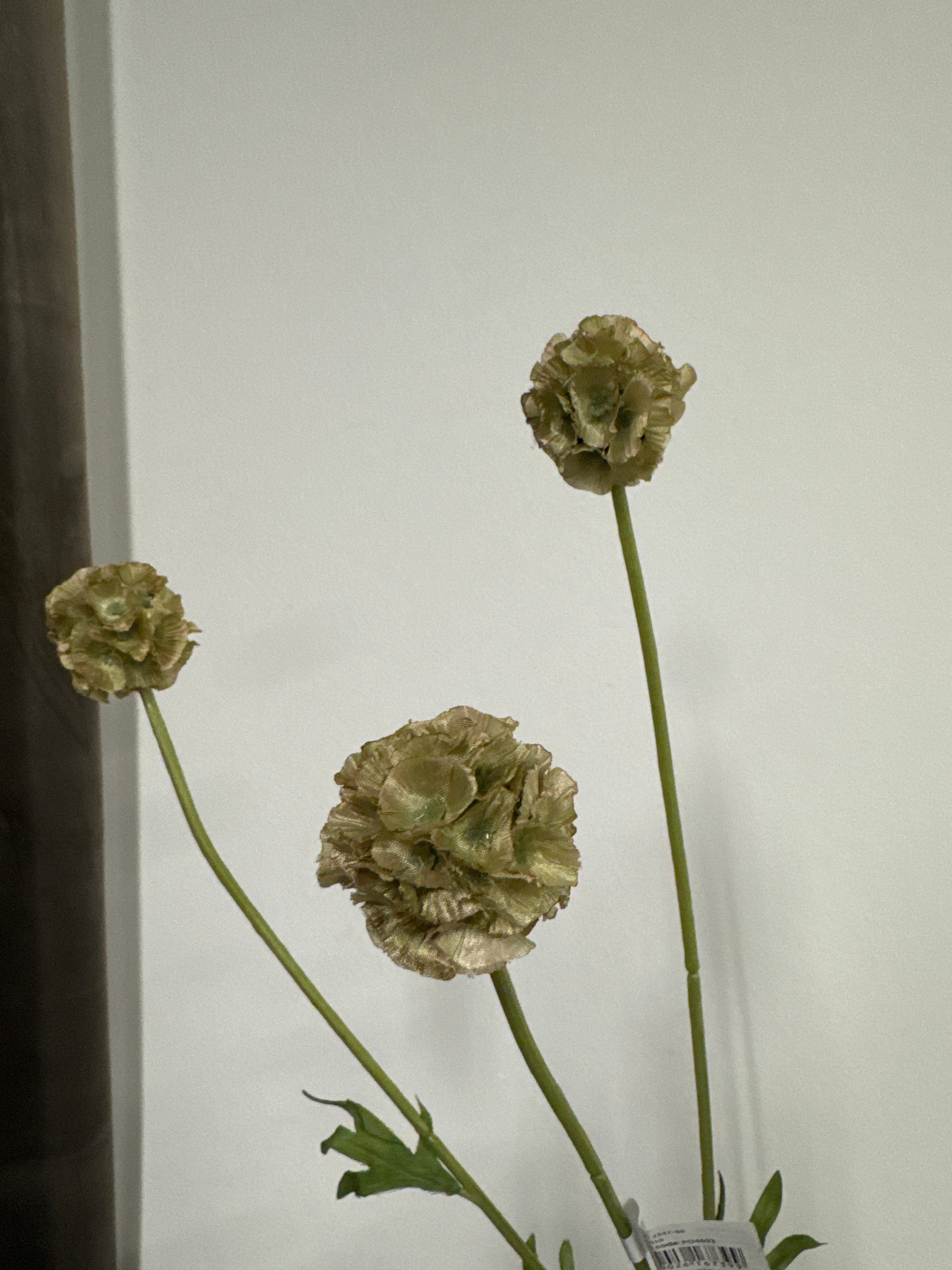 Scabiose frøkapsel