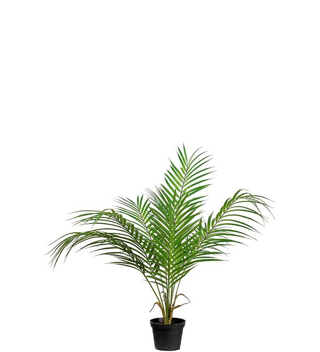Bergspalm 55 cm