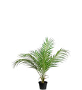 Bergspalm 55 cm
