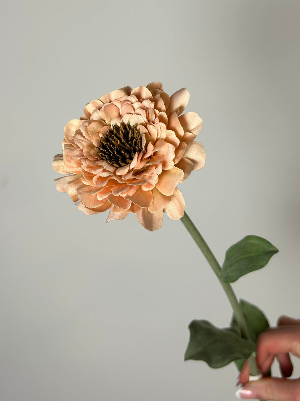 Zinnia peach