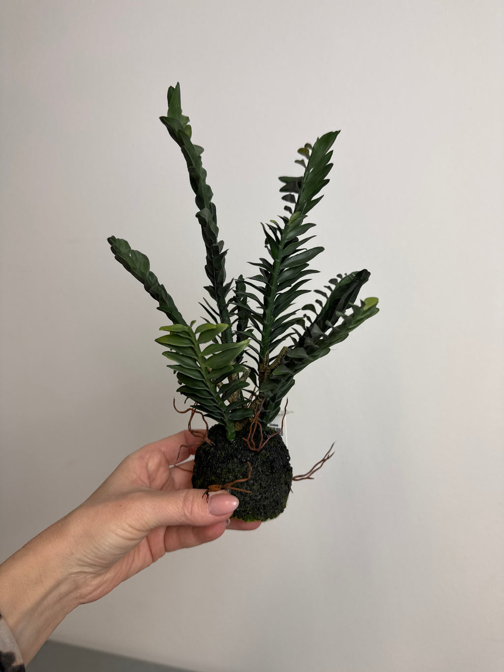 Pedilanthus m rod 25 cm