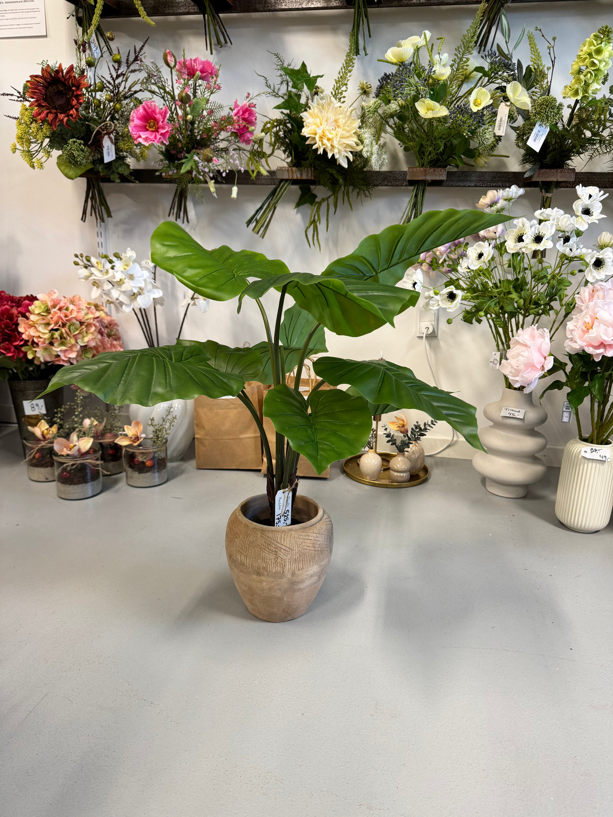 Alocasia i kruka 60 cm