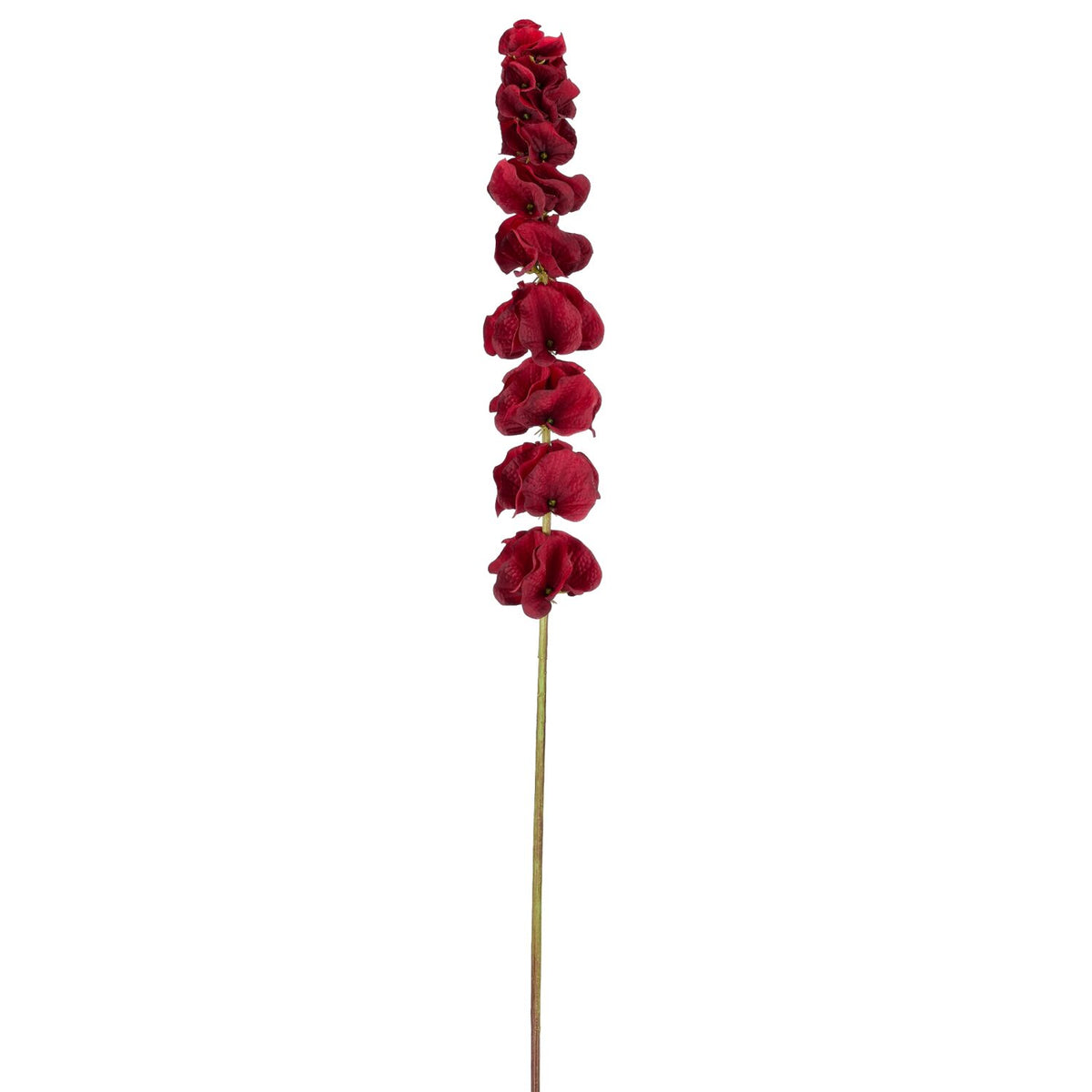 Molucella bordeaux h 78 cm
