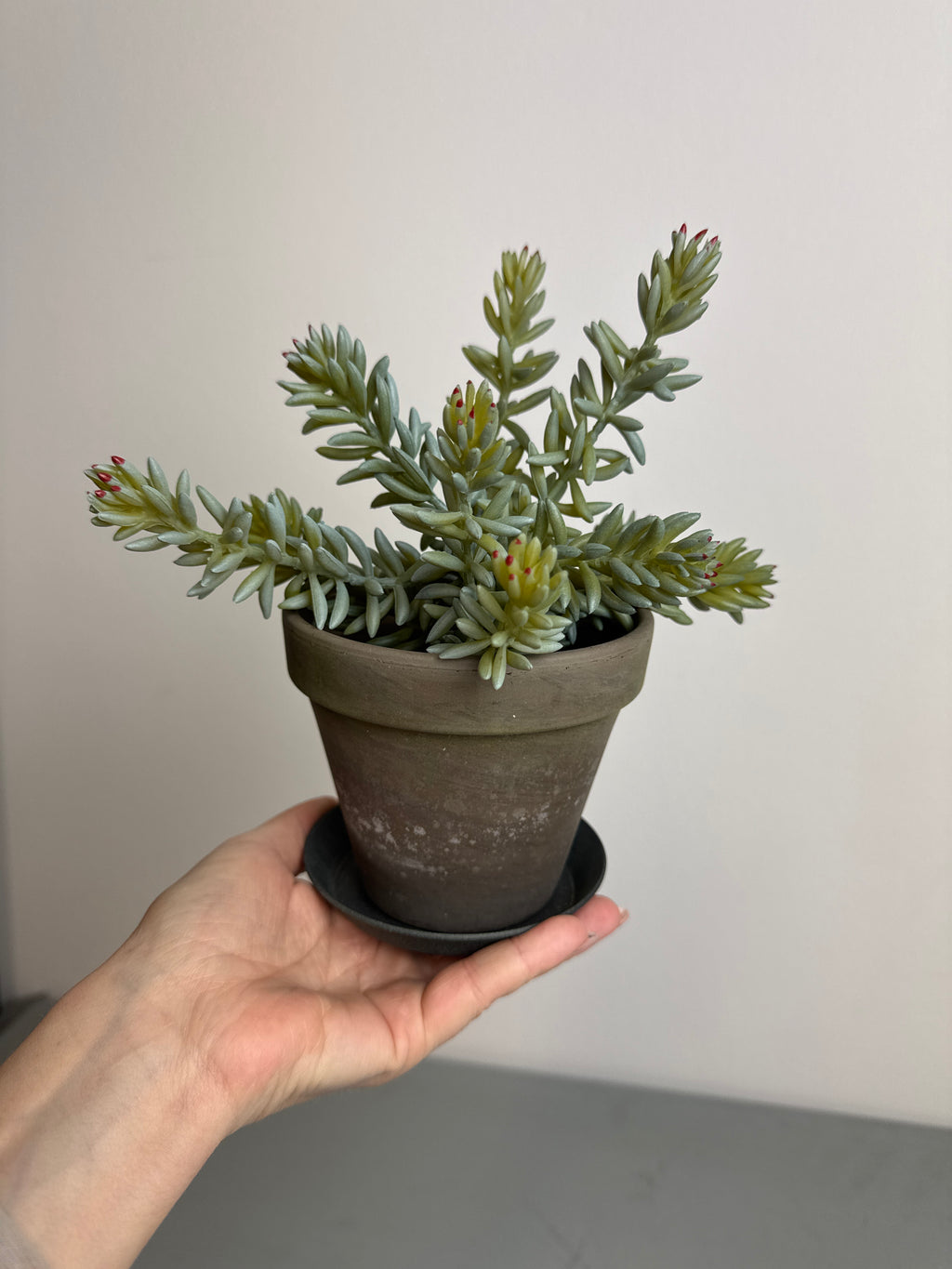 Sukkulent stilk 20 cm