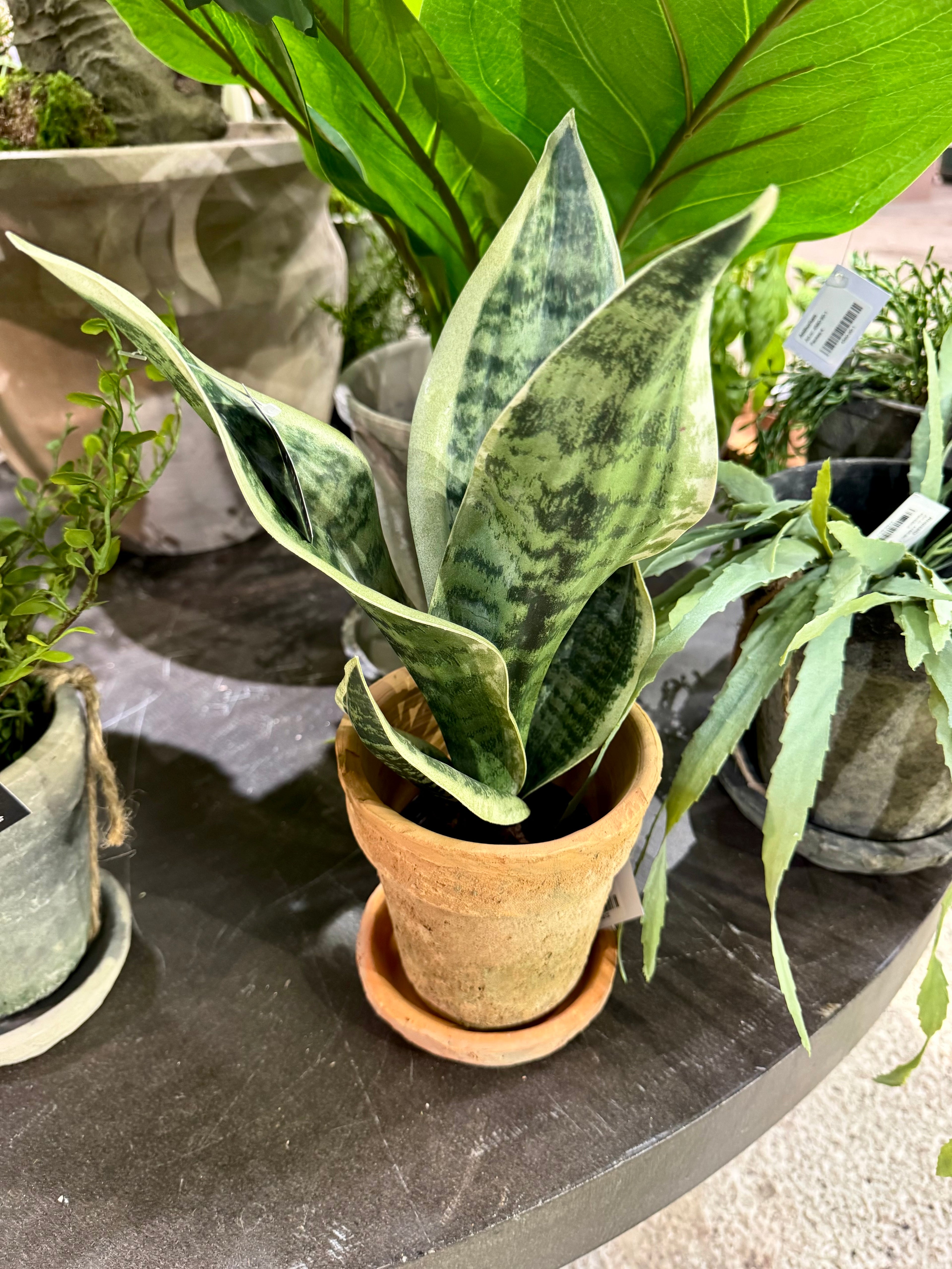 Sansiveria 35 cm