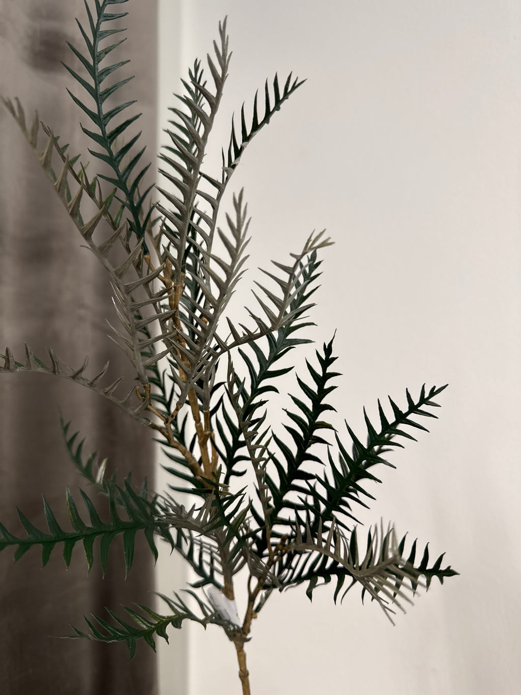 Grevillea stor