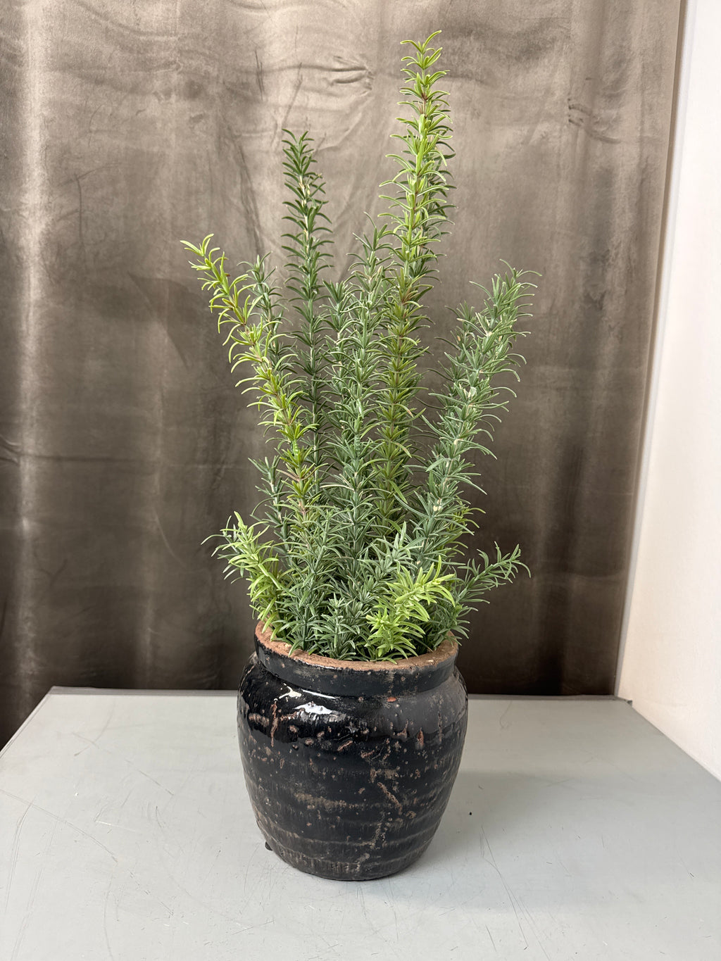 Rosmarin i potte 58 cm