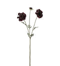 Scabiosa burgundy 65 cm