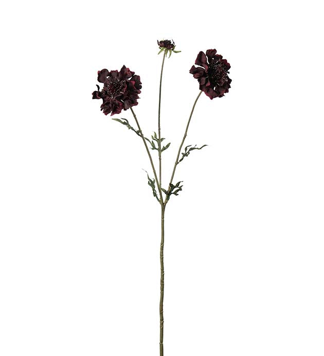 Scabiosa burgundy 65 cm
